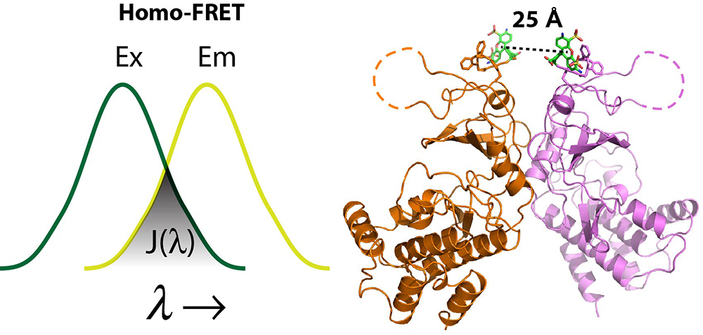PKR Dimerization Assay