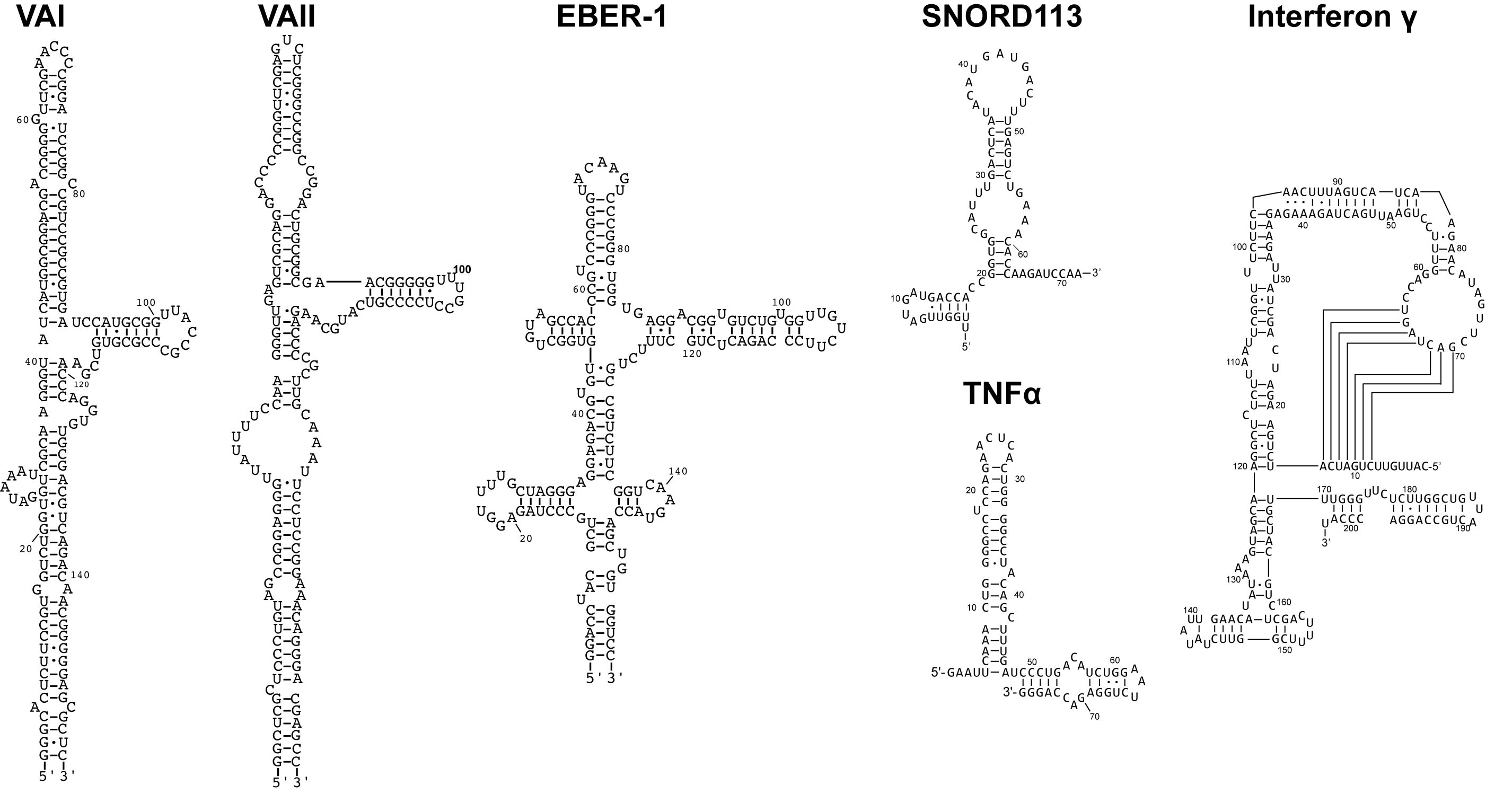 Complex RNAs Regulate PKR